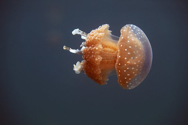 jellyfish